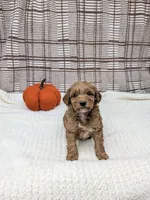 Rich, a male Miniature Goldendoodle for sale in Bristol, IN – 6 of 6