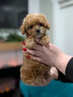 Joy, a male Shihpoo and Poodle - Toy  for sale in Bristol, IN – Photo 4 of 10