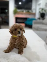 Joy, a male Shihpoo and Poodle - Toy  for sale in Bristol, IN – Photo 3 of 10