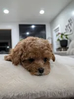 Joy, a male Shihpoo and Poodle - Toy  for sale in Bristol, IN – Photo 5 of 10