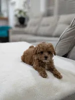 Joy, a male Shihpoo and Poodle - Toy  for sale in Bristol, IN – Photo 7 of 10