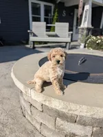 Heidi , a female Miniature Goldendoodle for sale in Bristol, IN – 2 of 8
