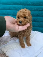 Victoria , a female Poodle - Toy  for sale in Bristol, IN – 5 of 6