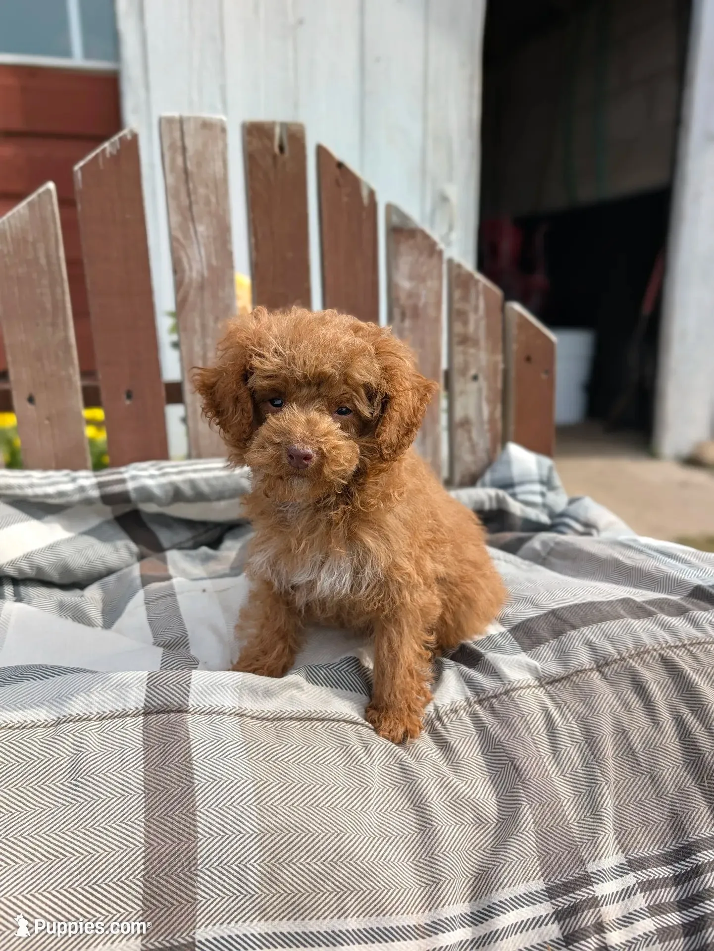 Tinsley, a female Poodle - Toy  for sale in Bristol, IN – 4 of 6