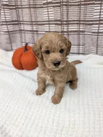 Rob, a male Miniature Goldendoodle for sale in Bristol, IN – 2 of 6