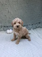Harley , a female Miniature Goldendoodle for sale in Bristol, IN – 7 of 9
