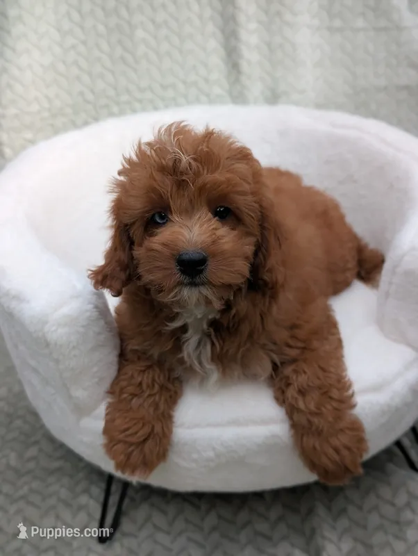 Chestnut  – Aussiedoodle, Poodle - Miniature  puppy for sale in Bristol, IN