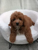 Chestnut , a male Aussiedoodle and Poodle - Miniature  for sale in Bristol, IN – 1 of 5
