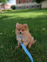 Winnie , a male Pomeranian for sale in Bristol, IN – 2 of 5