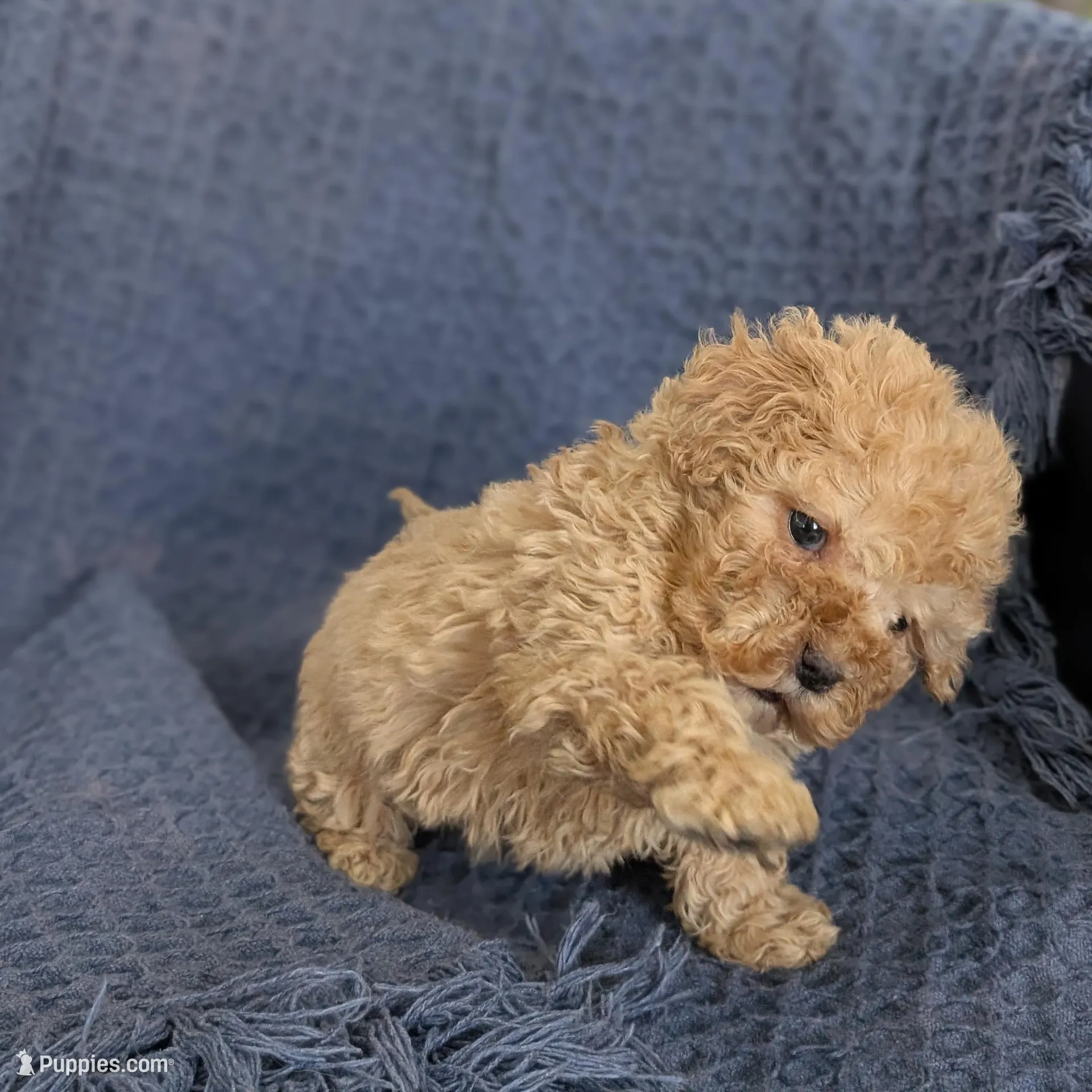 Angelina , a female Cockapoo for sale in Bristol, IN – Photo 2 of 5