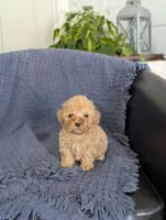 Angelina , a female Cockapoo for sale in Bristol, IN – Photo 1 of 5