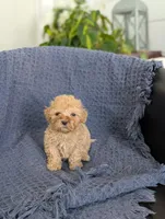 Angelina , a female Cockapoo for sale in Bristol, IN – Photo 5 of 5