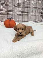 Rose, a male Miniature Goldendoodle for sale in Bristol, IN – 5 of 6
