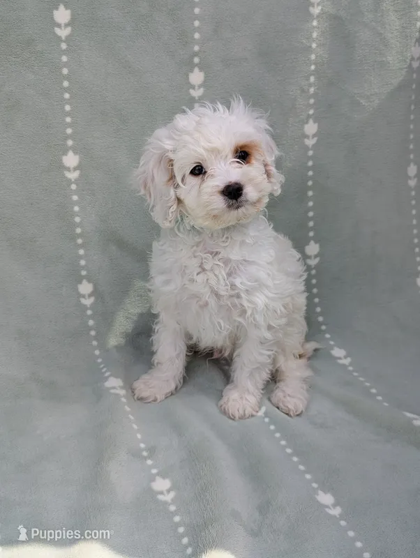Benedict  – Cavapoo puppy for sale in Bristol, IN