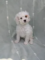 Benedict , a male Cavapoo for sale in Bristol, IN – 1 of 10