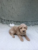 Harley , a female Miniature Goldendoodle for sale in Bristol, IN – 5 of 9