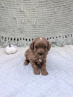 Brenda , a female Cavapoo for sale in Bristol, IN – 6 of 6