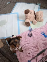 Zoey, a female Yorkshire Terrier for sale in Bristol, IN – Photo 6 of 8