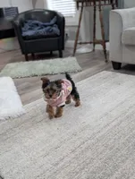 Zoey, a female Yorkshire Terrier for sale in Bristol, IN – Photo 8 of 8