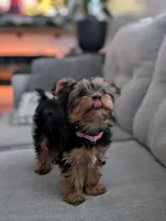 Zoey, a female Yorkshire Terrier for sale in Bristol, IN – Photo 5 of 8