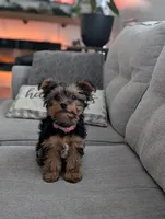 Zoey, a female Yorkshire Terrier for sale in Bristol, IN – Photo 7 of 8