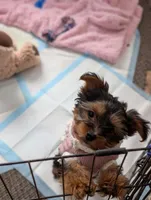Zoey, a female Yorkshire Terrier for sale in Bristol, IN – Photo 2 of 8