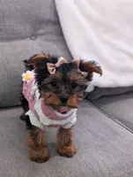 Zoey, a female Yorkshire Terrier for sale in Bristol, IN – Photo 1 of 8