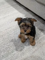 Zoey, a female Yorkshire Terrier for sale in Bristol, IN – Photo 4 of 8