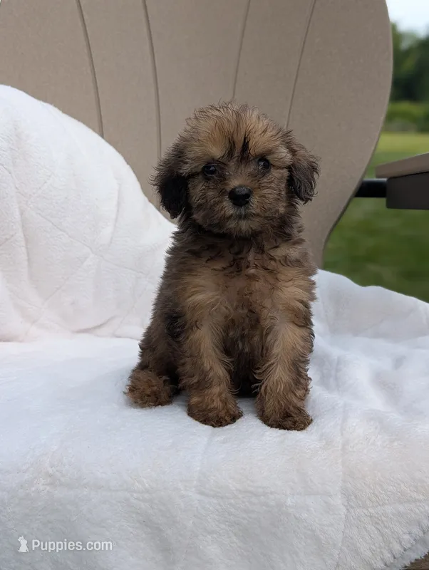 Faith – Havapoo puppy for sale in Bristol, IN