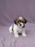 Amelia , a female Shihpoo for sale in Bristol, IN – 3 of 8
