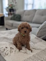 Zander , a male Poodle - Toy  and Poodle - Miniature  for sale in Bristol, IN – Photo 3 of 7