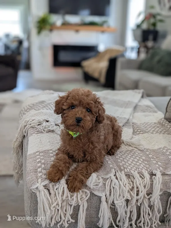 Zander  – Poodle - Toy , Poodle - Miniature  puppy for sale in Bristol, IN