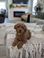 Zander , a male Poodle - Toy  and Poodle - Miniature  for sale in Bristol, IN – Photo 1 of 7