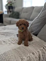 Zander , a male Poodle - Toy  and Poodle - Miniature  for sale in Bristol, IN – Photo 6 of 7