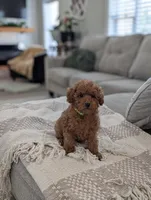 Zander , a male Poodle - Toy  and Poodle - Miniature  for sale in Bristol, IN – Photo 5 of 7
