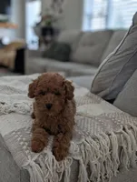 Zander , a male Poodle - Toy  and Poodle - Miniature  for sale in Bristol, IN – Photo 4 of 7