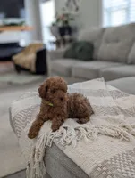 Zander , a male Poodle - Toy  and Poodle - Miniature  for sale in Bristol, IN – Photo 7 of 7