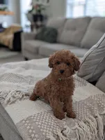 Zander , a male Poodle - Toy  and Poodle - Miniature  for sale in Bristol, IN – Photo 2 of 7