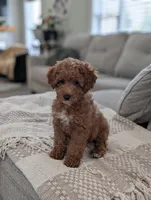 Zeus , a male Poodle - Toy  and Poodle - Miniature  for sale in Bristol, IN – Photo 7 of 7