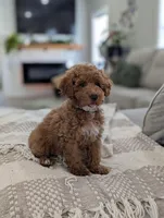 Zeus , a male Poodle - Toy  and Poodle - Miniature  for sale in Bristol, IN – Photo 3 of 7