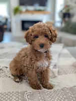 Zeus , a male Poodle - Toy  and Poodle - Miniature  for sale in Bristol, IN – Photo 2 of 7