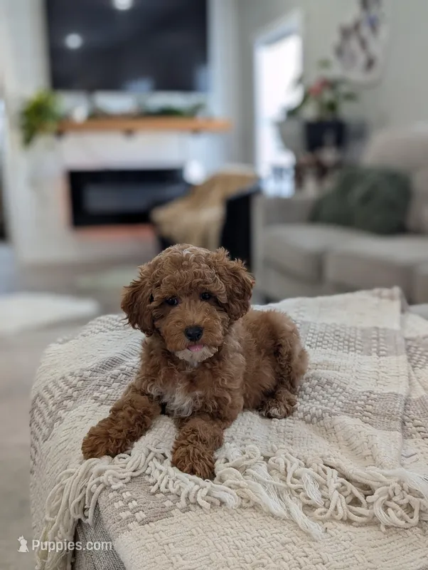 Zeus  – Poodle - Toy , Poodle - Miniature  puppy for sale in Bristol, IN
