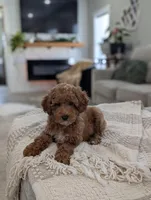 Zeus , a male Poodle - Toy  and Poodle - Miniature  for sale in Bristol, IN – Photo 5 of 7