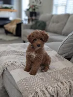 Zeus , a male Poodle - Toy  and Poodle - Miniature  for sale in Bristol, IN – Photo 6 of 7
