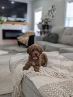 Zeus , a male Poodle - Toy  and Poodle - Miniature  for sale in Bristol, IN – Photo 4 of 7