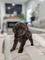 Maverick , a male Poodle - Miniature  for sale in Bristol, IN – 2 of 10