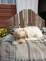 Ricky, a male Poodle - Miniature  for sale in Bristol, IN – 5 of 7