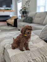 Tripp, a male Cavapoo for sale in Bristol, IN – Photo 3 of 7