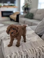 Tripp, a male Cavapoo for sale in Bristol, IN – Photo 5 of 7