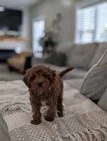 Tripp, a male Cavapoo for sale in Bristol, IN – Photo 2 of 7